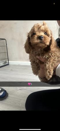 Image 10 of Cockapoo puppies for sale