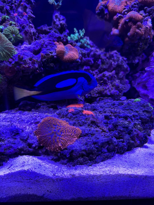 Preview of the first image of Beautiful Blue Tang ‘Dory’.