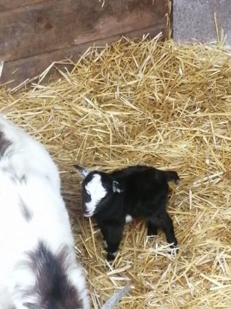 Image 4 of Baby Pygmy female goats for sale