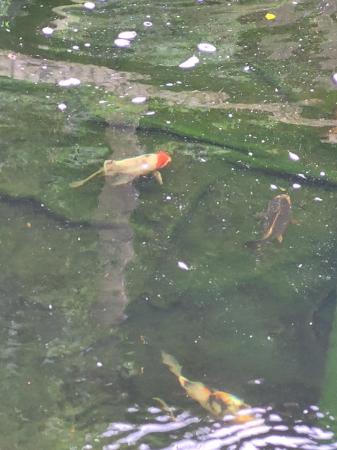 Image 3 of 5 healthy Young koi for sale to go together