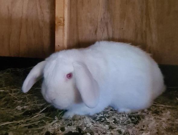 Image 6 of 2 year old red eyed white mini lop buck
