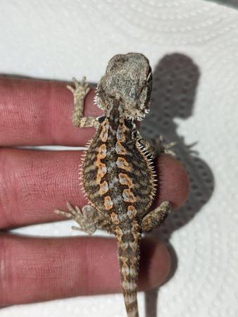 Image 2 of Unwanted reptiles of all kinds (rescue home)