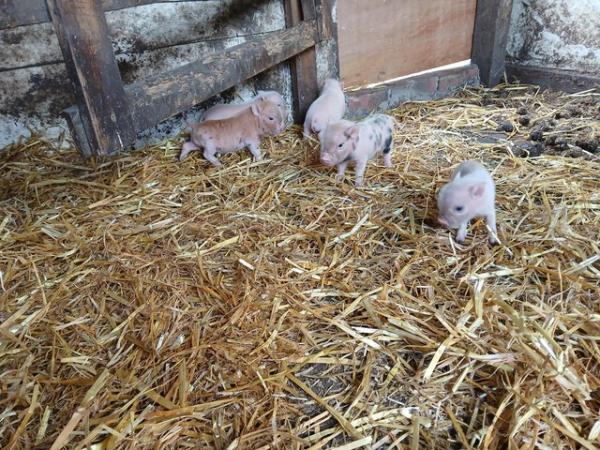 Image 3 of Micro piglets very small