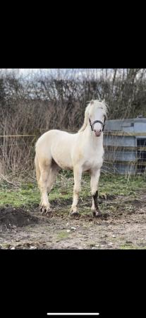 Image 3 of Eye catching cremello welsh C colt