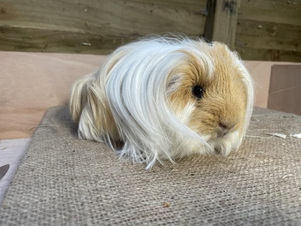 Image 5 of Long haired guinea pigs forsale