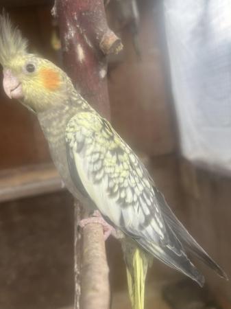 Image 2 of baby cockatieals whitefaceand pieds