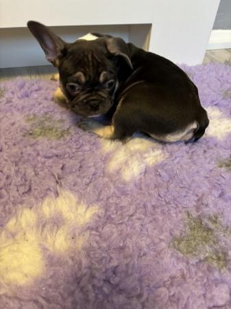 Image 18 of Last one left ready today  KC REG French bulldog puppies