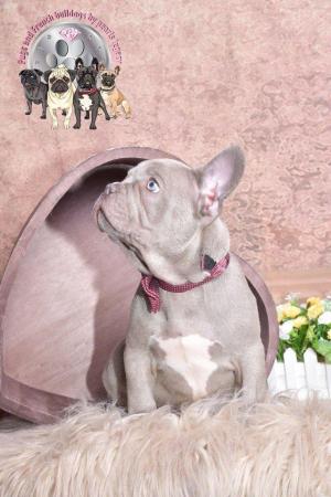 Image 7 of Kc Frenchie puppies Isabella carrier merles