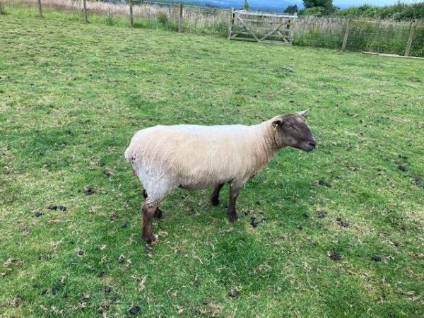 Image 3 of Four year old sheep for sale