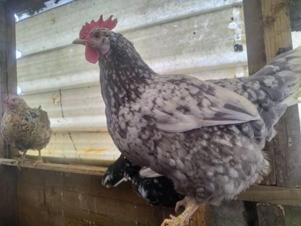 Image 1 of Egg Laying French Marans Hens