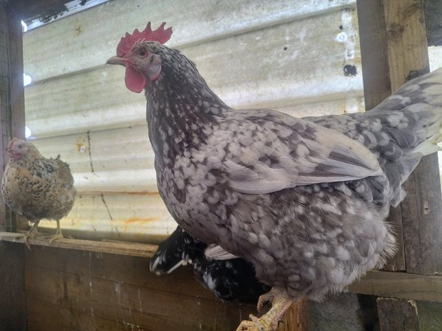 Preview of the first image of Pol & Egg Laying Swedish Flower, French Marans Hens.
