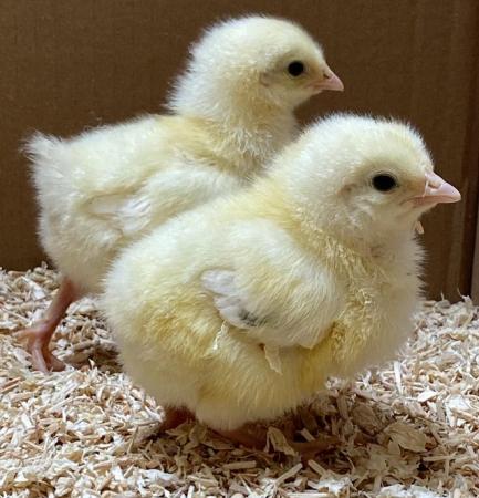 Image 2 of Day old hybrid and pure breed chicks