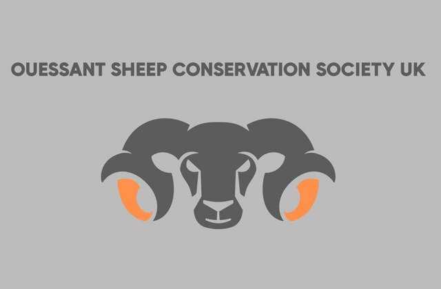 Image 1 of Ouessant Sheep Conservation Society UK