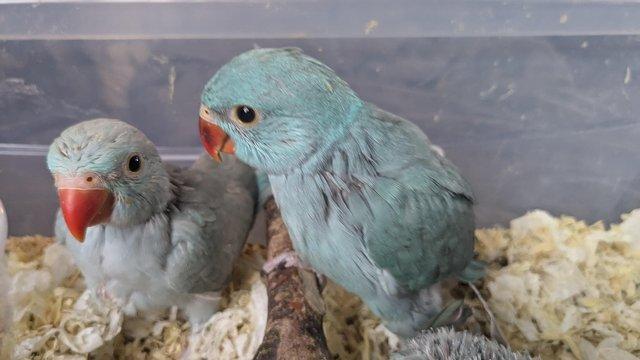 Preview of the first image of Cuddly tame hand reared baby ringneck parrots.