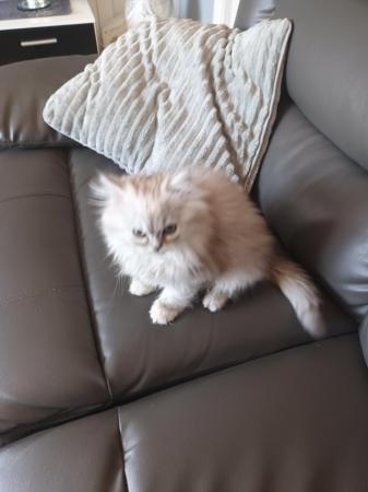 Image 12 of 2 happy and healthy pedigree persian kittens for sale