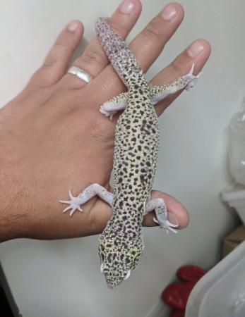 Image 9 of Some stunning leopard geckos males and females