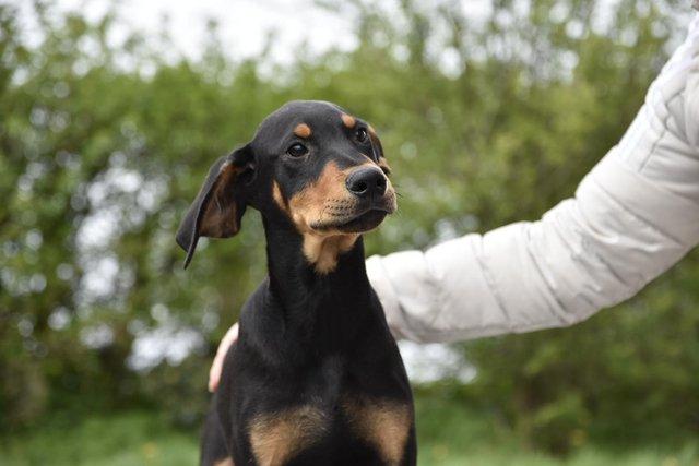 Image 18 of Fully vaccinated unique dobermann puppies