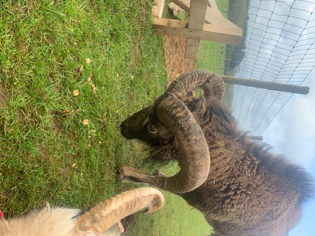 Preview of the first image of Proven Registered Soay Ram.