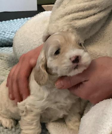Image 16 of Last one - Beautiful Cockapoo Puppy (girl)- Ready to go now
