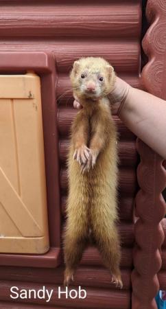 Image 9 of 1-2 year old hobs and Jill’s ferret available