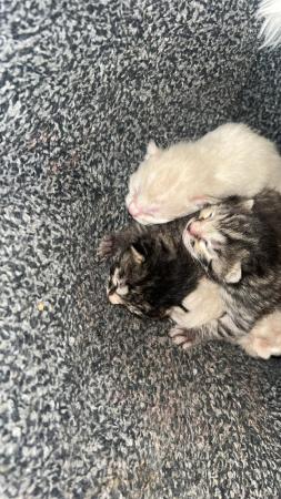 Image 5 of Pure Bengal kittens seeking new homes