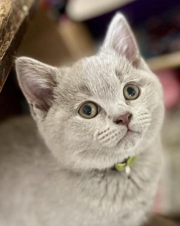 Image 11 of Last Lilac BSH boy ready for a loving home.