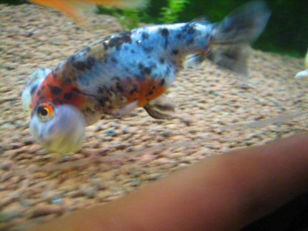 Image 5 of Fancy goldfish : calico bubble eye goldfish
