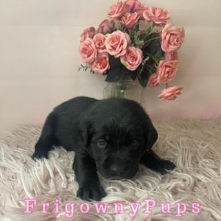 Image 10 of Top Quality Classic Black Labrador Puppies
