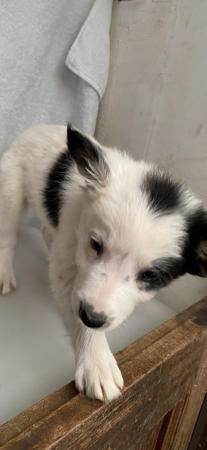 Image 15 of Beautiful Border collies puppies