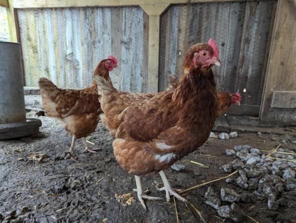 Image 2 of 5 x Warren hens coming upto a year old 5 for £65