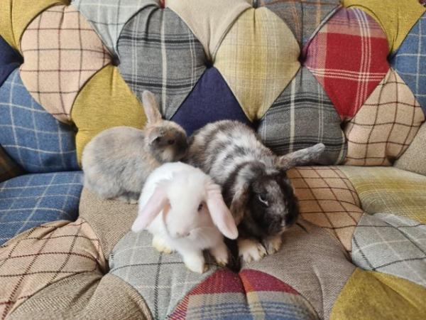 Image 3 of 2 Mini loprabbits for sale