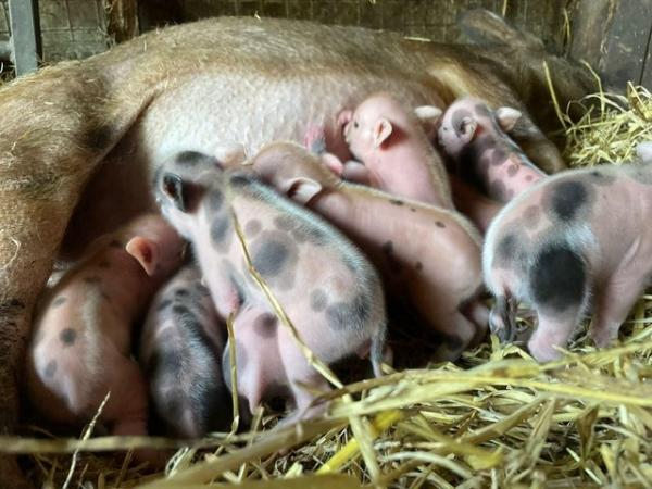 Image 3 of 3 weeks old Micropig piglets
