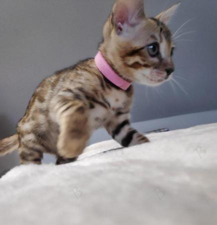 Image 2 of Stunning Pedigree Bengal Kitten TICA reg + Kitten Pack