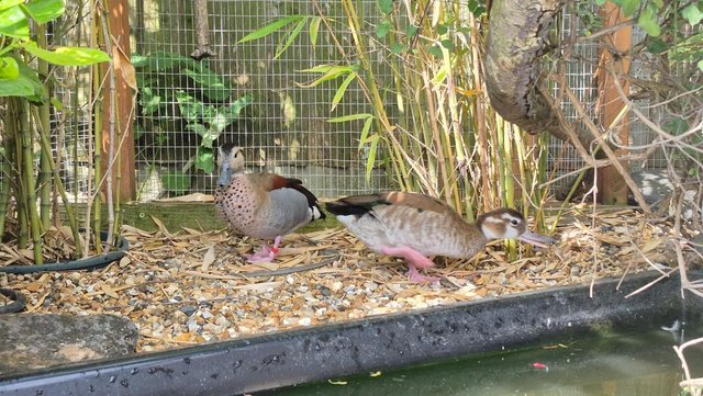 Friendly Ringed Teal Ducklings available — photo 4 of 4
