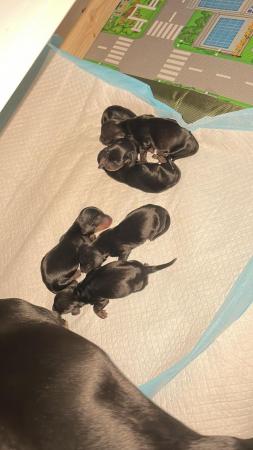 Image 4 of Miniature Black and Tan dachshunds puppies
