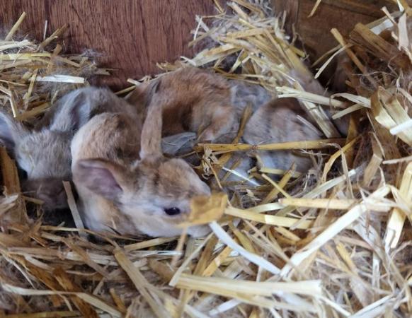 Image 1 of Bunnies looking for loving forever homes