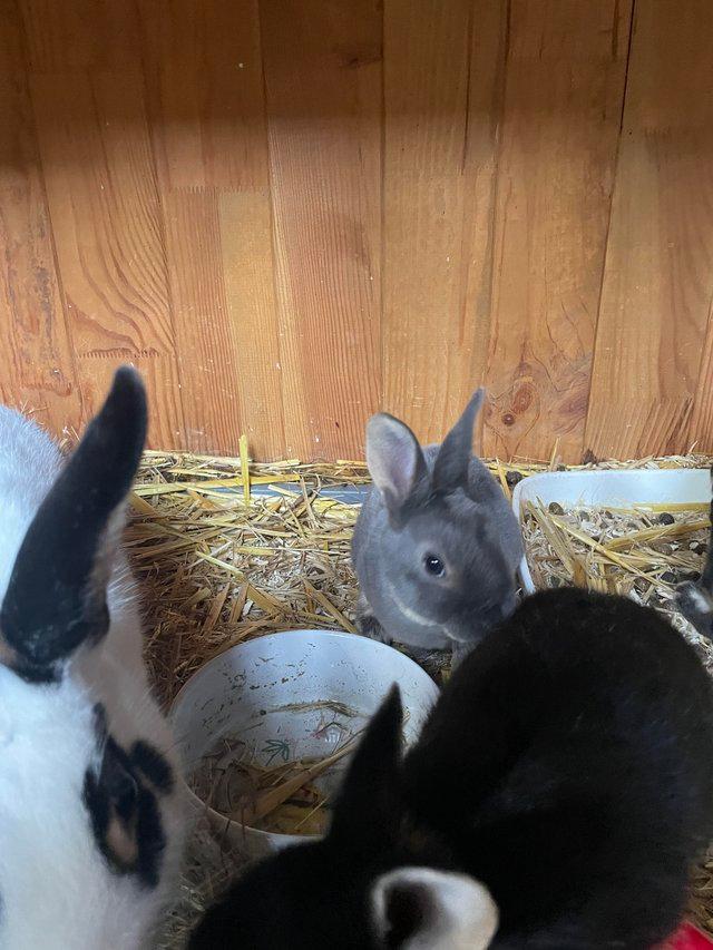 Preview of the first image of Standard and Part Bred Rex Bunnies Available.