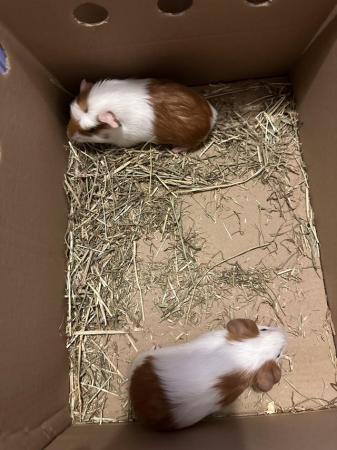 Image 3 of Male guinea pigs 7 week old