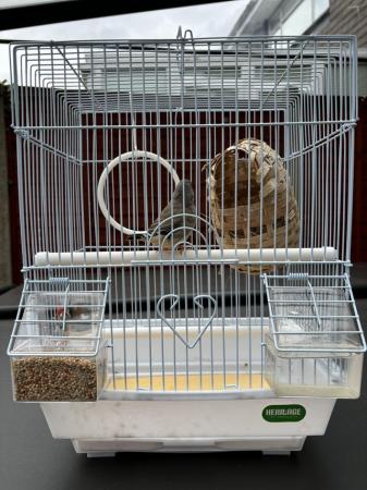 Image 3 of Zebra Finches for sale complete with cage