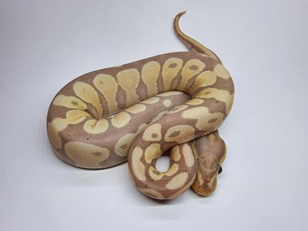 Image 2 of Banana Gravel / Yellowbelly Poss DH Clown Pied Male