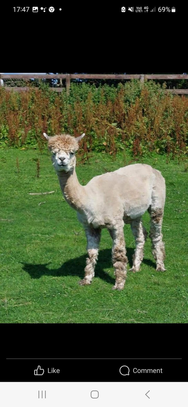 Preview of the first image of Male Alpacas x2 BAS registered.