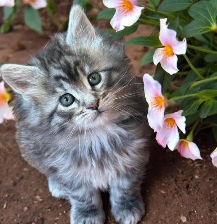 Image 7 of Tica Registered stunning kittens