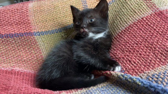 Image 5 of 1 male black and white kitten for sale