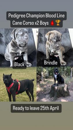 Image 3 of Chunky Champion Blood Line Cane Corso Puppies