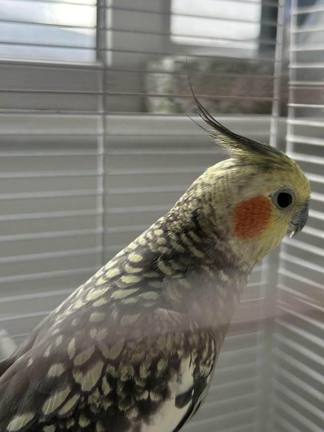 Preview of the first image of 1 year old female cockatiel for sale.