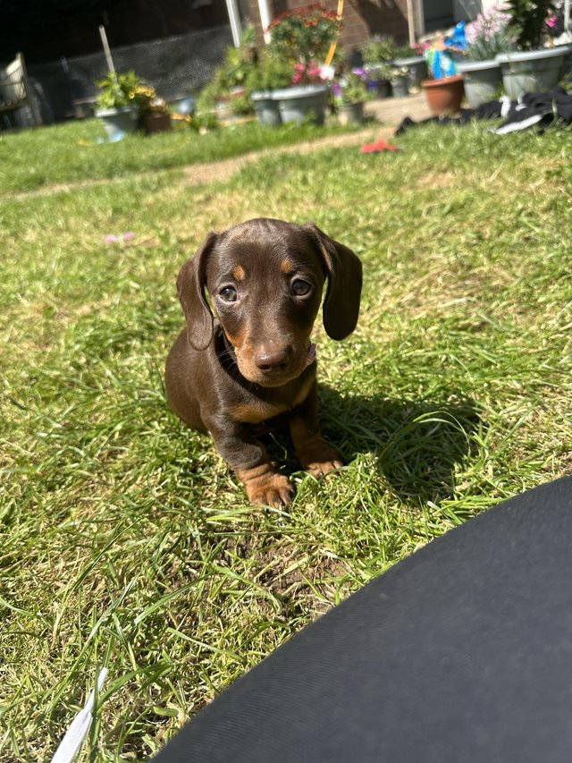 Preview of the first image of **READY TO LEAVE** miniature dachshund puppies for sale.