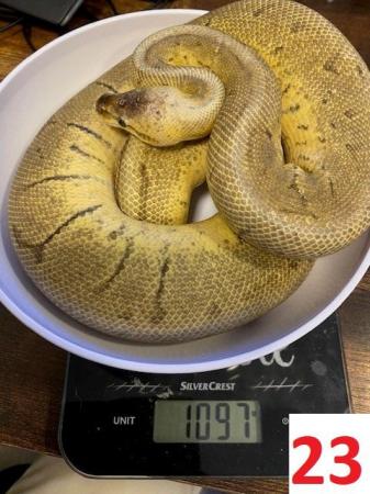 Image 17 of Various Royal Pythons - open to offers