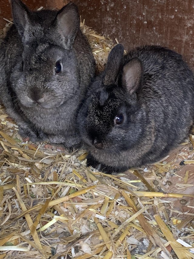 Preview of the first image of 2 Netherland Dwarf Brothers.