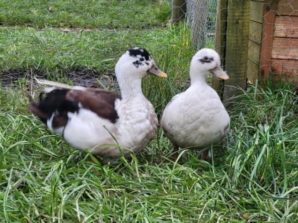 Image 2 of Call ducks last years hatch