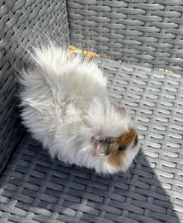 Image 5 of Beautiful fluffy guinea pig